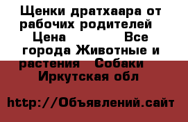 Щенки дратхаара от рабочих родителей › Цена ­ 22 000 - Все города Животные и растения » Собаки   . Иркутская обл.